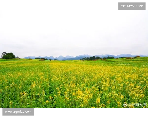 婺源马拉松11月30日启幕 油菜花田赛道预约正式开放